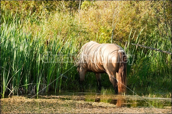 Rocky Mountain Horse