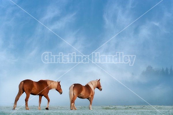 Two chestnut horses walking in field on a foggy morning as the sun was burning through creating a magical atmosphere