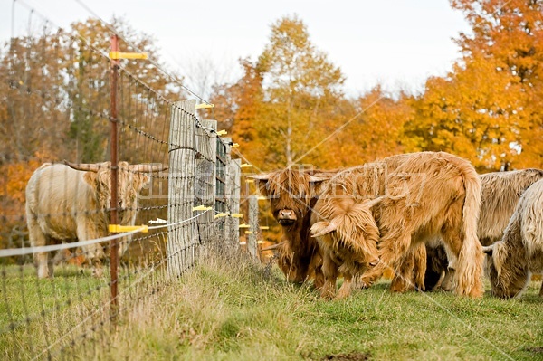 Yearling Highland Cattle on autumn pasture