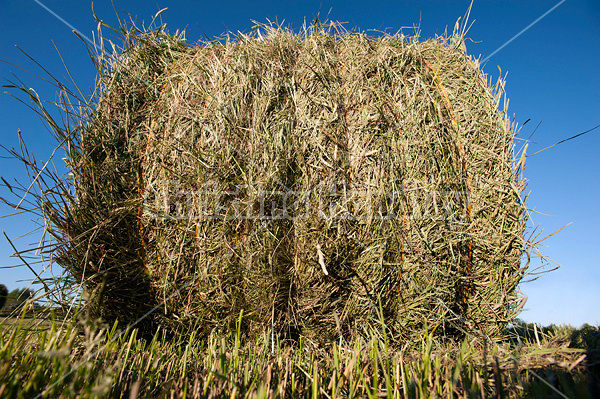 Round bale of hay