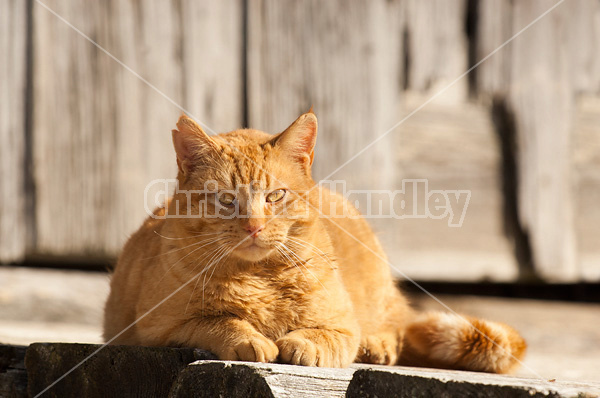 Orange barn cat