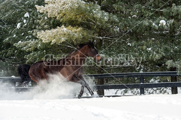 Bay thoroughbred horse galloping through deep snow