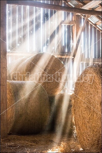 Sunlight streaming through barn boards into hayloft