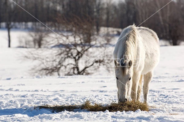 Gray horse eating hay outside in the winter off the snow.