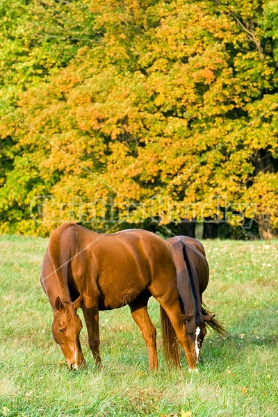 Two horses grazing on autumn pasture