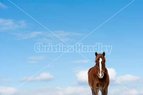 Belgian draft horses photographed against a blue sky