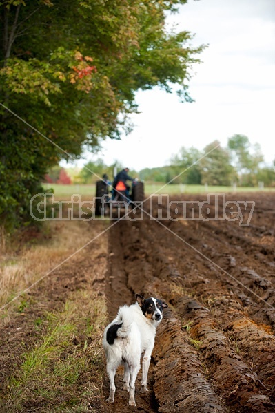 Farmer plowing a field