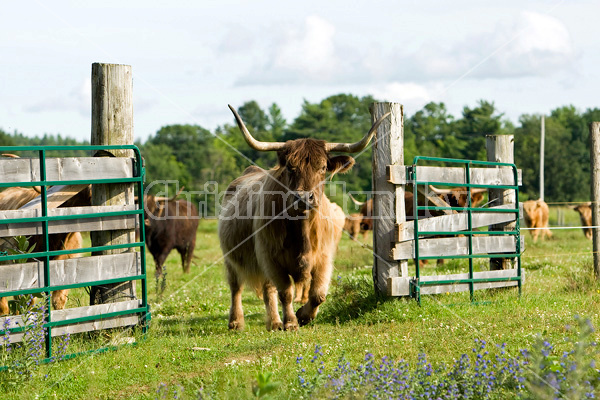 Highland cows