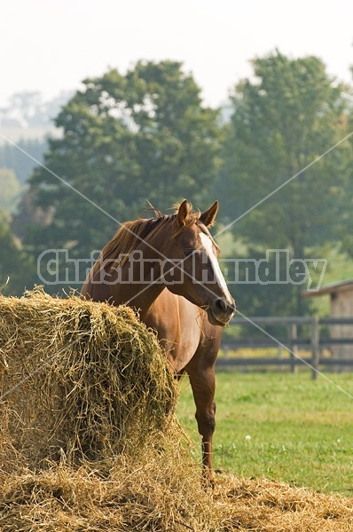 Chestnut Quarter horse eating hay