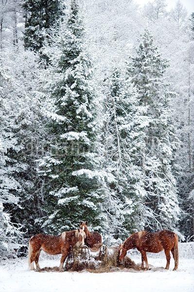 Three Belgian draft horses eating hay at round bale feeder in the winter