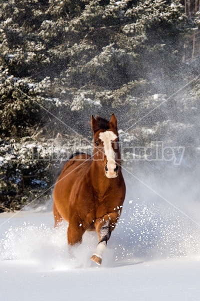 American paint horse running in snow