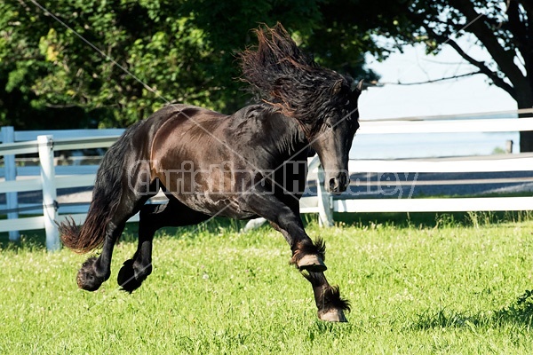 Friesian stallion