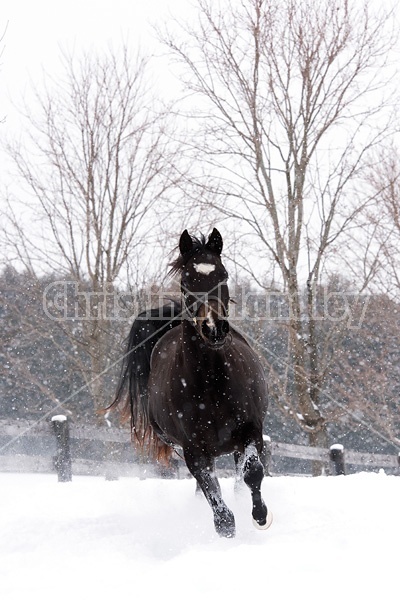 One horse galloping through deep snow