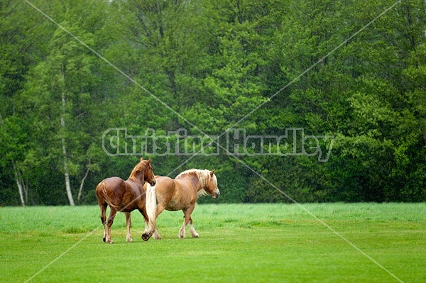 Belgian draft horses in the rain