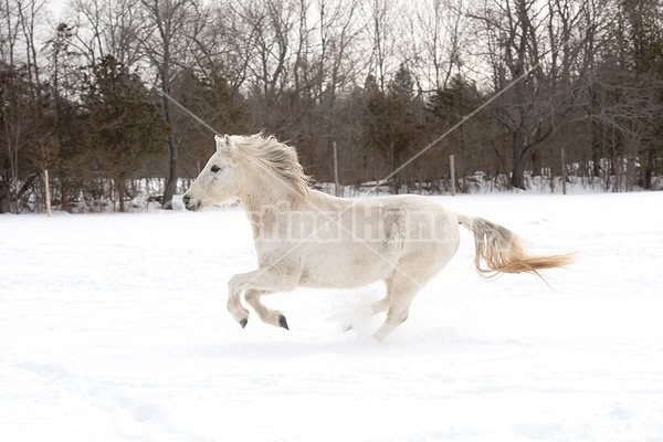 Single horse galloping through deep snow