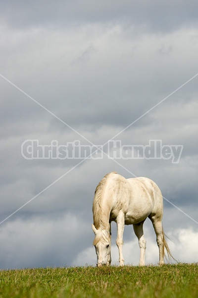 Grey horse on hilltop against big sky.