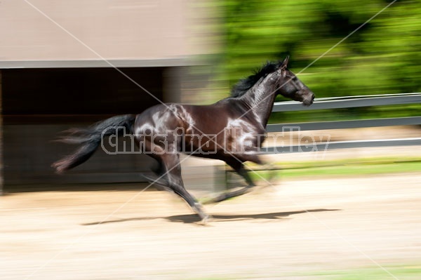 Hanoverian horse galloping around his paddock