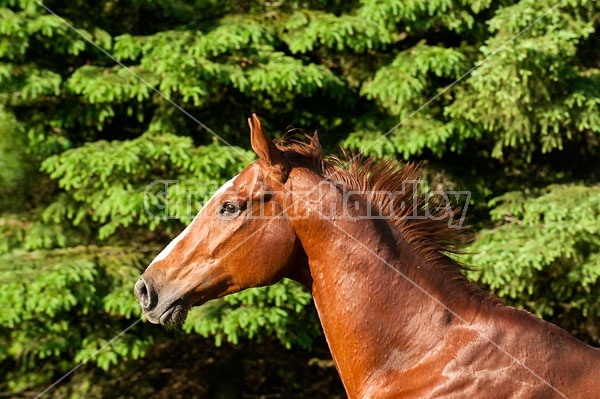 Portrait of a chestnut thoroughbred horse