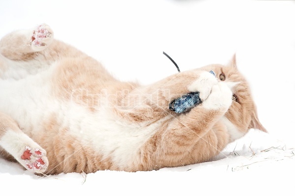 Orange barn cat playing with toy catnip mouse in the snow