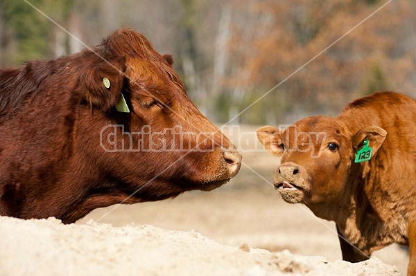 Beef Cow and Calf