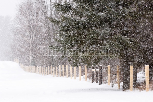 Farm scene in a snowstorm. 