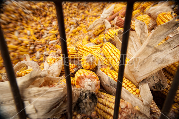 Corn crib full of corn