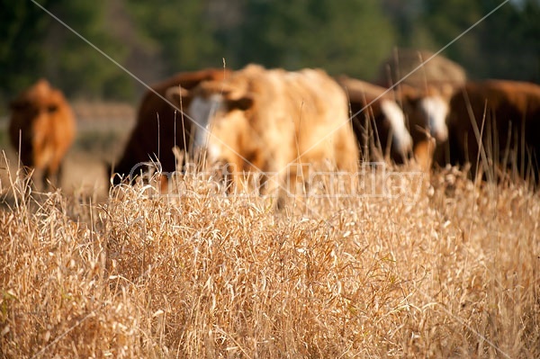 Beef Cattle on pasture