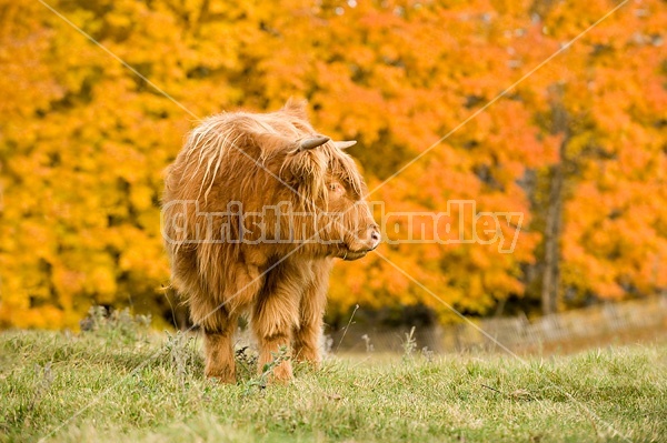 Yearling Highland Cattle on autumn pasture