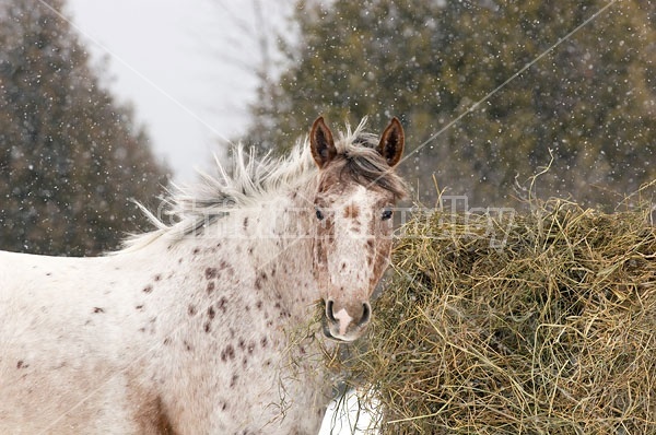 Appaloosa Horse