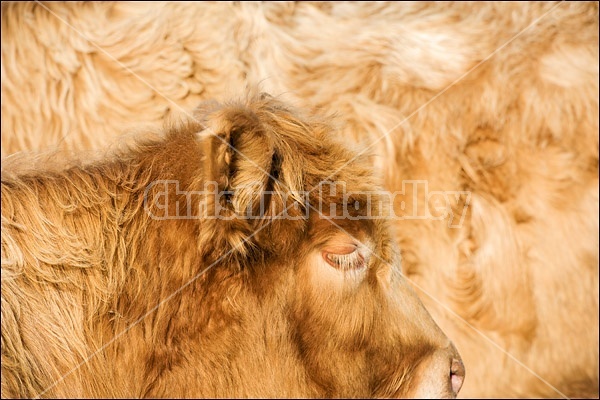 Charolais cross cow and calf
