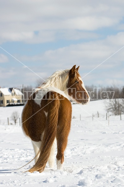 Paint horse in the snow