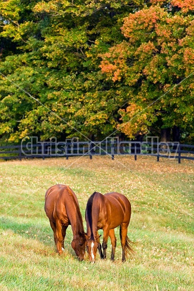 Two horses grazing on autumn pasture