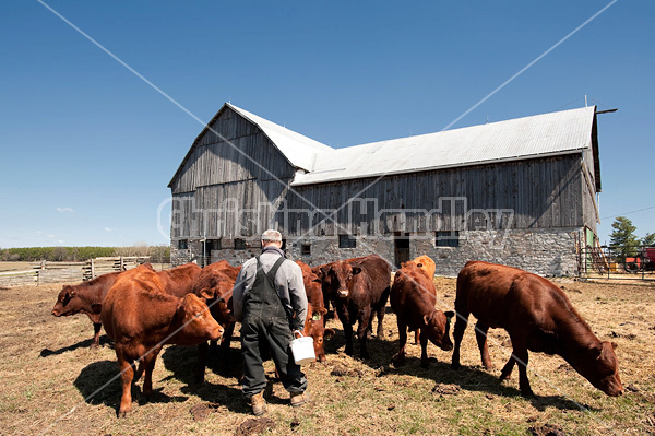 Wide angle photo of a herd of beef cattle