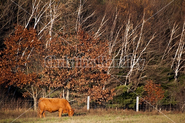 Charolais cross beef cow