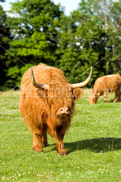 Highland cows