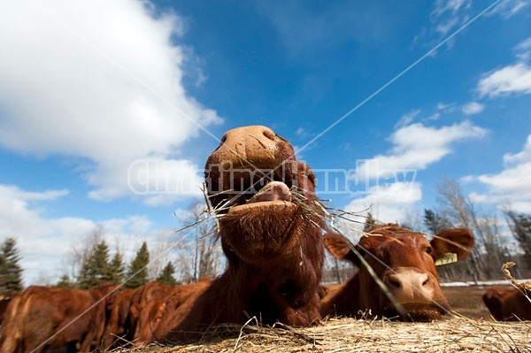 Beef Cow Eating Hay