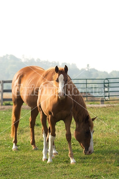 Quarter horse mare and foal