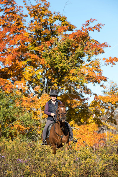 Woman riding a Chestnut Thoroughbred horse