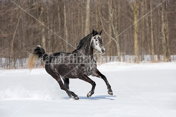 Hanoverian mare galloping through deep snow