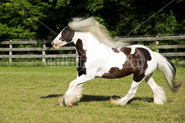 Gypsy horses