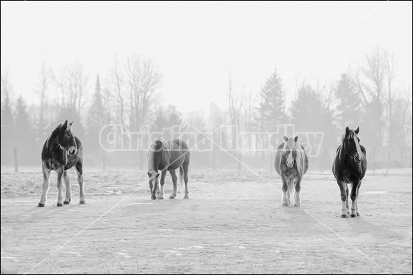 Four horses in field