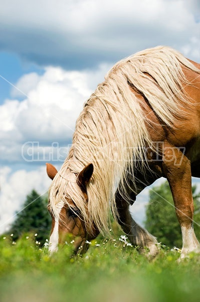 Belgian Draft Horse Grazing in Pasture