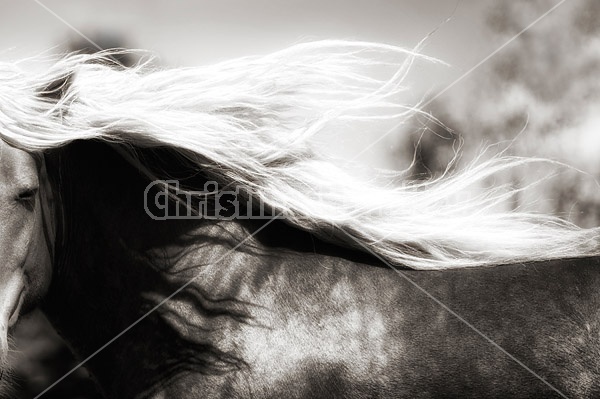 Close-up photo of Belgain draft horses mane flying in the wind
