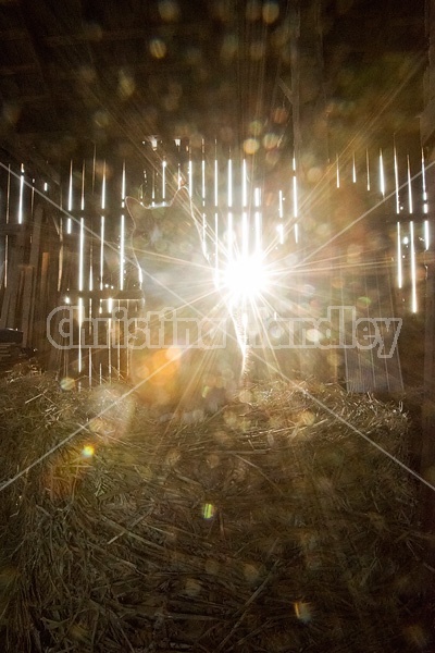 Orange barn cat sitting on round bale of hay in old barn hayloft. Sunlight streaming in through the cracks of the barn boards.