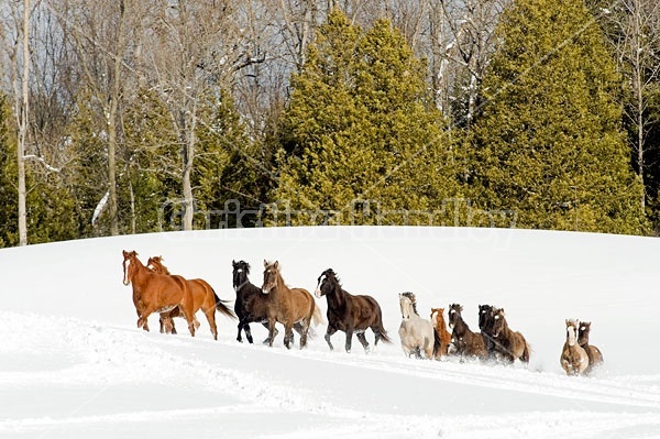 Herd of Rocky Mountain Horses Galloping in Snow