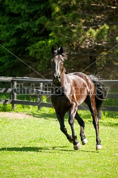 Hanoverian horse gelding