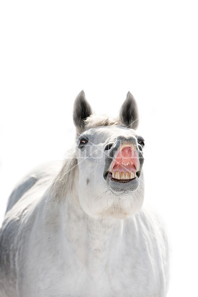 Irish Sport Horse Portrait