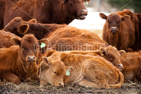 Herd of Beef Cattle