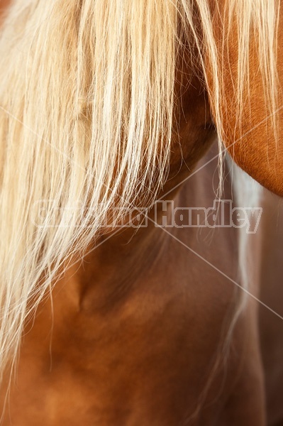 Closeup photo of horse body