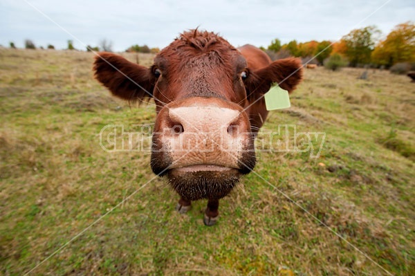 Closeup of beef cow